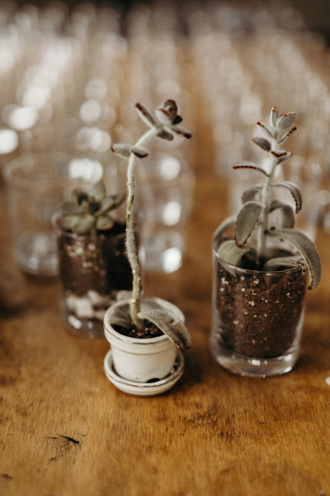 Your Sustainable Lifestyle